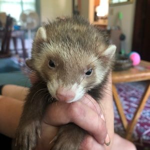 Meet your Posher, Robert